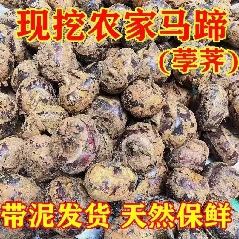 特惠鲜马蹄正宗地梨蔬菜现挖新鲜水果地栗特大特产当季农家荸荠