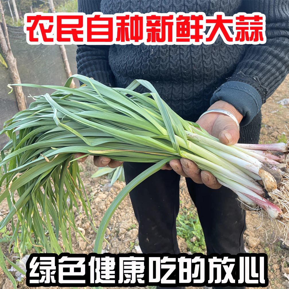 江西本地农家自种新鲜大蒜苗绿色大蒜叶红皮大蒜食用蒜苗新鲜蔬菜