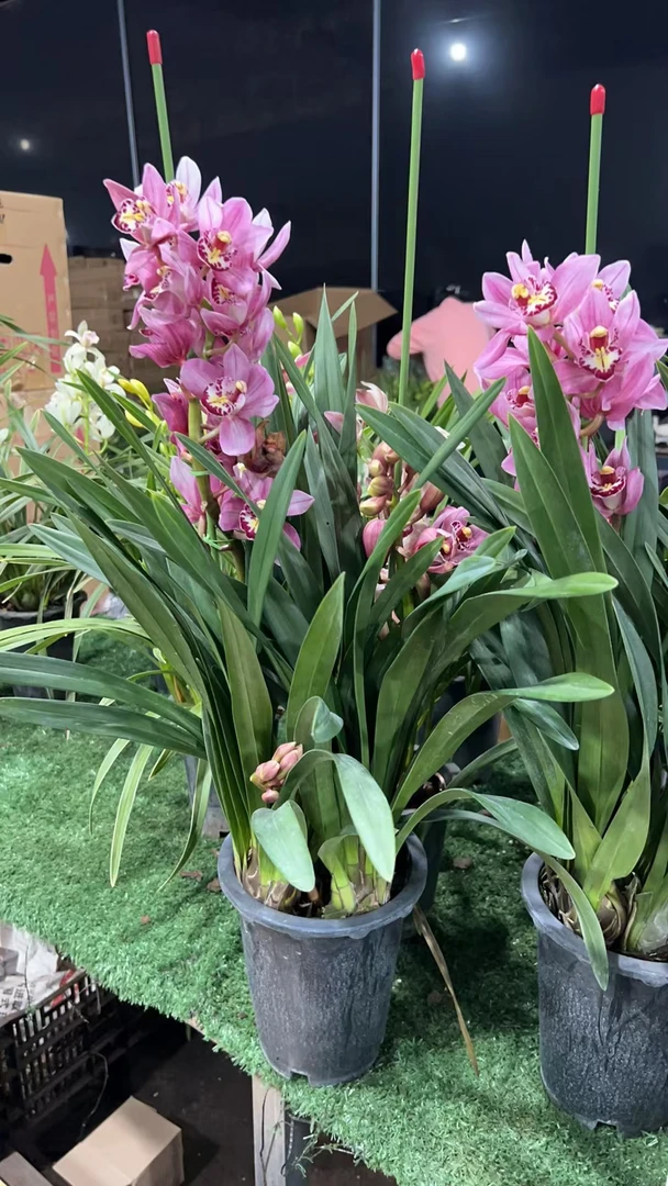 【小桃花】大花蕙兰 年宵花 云南斗南发货