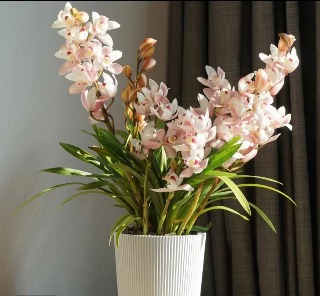 白天鹅大花蕙兰年宵精品高端带花带花苞发货