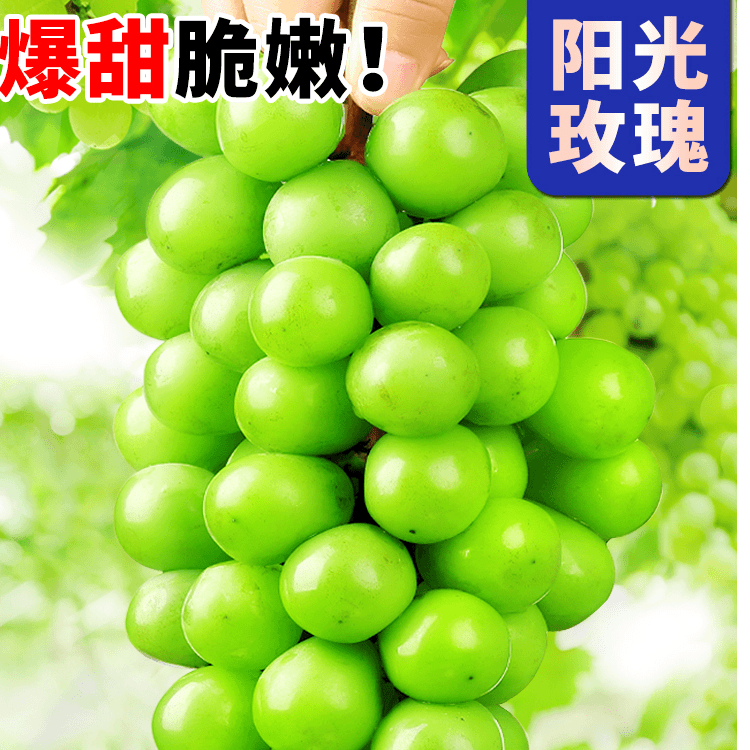 小花专属 阳光玫瑰特级果礼盒装宾川水果5斤