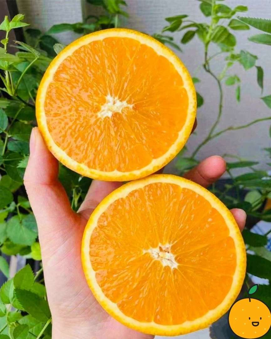 〖福利！精品高山果〗赣南脐橙新鲜采摘产地直发鲜甜多汁