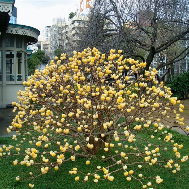 结香花带花苞浓香型花卉盆栽地栽都可以打结花金腰带梦花耐寒