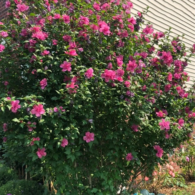 丛生木槿花平条花花园别墅种植花卉观赏型花卉花期长皮实好养
