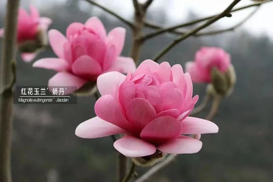 新品种【娇丹玉兰花】(浓香)