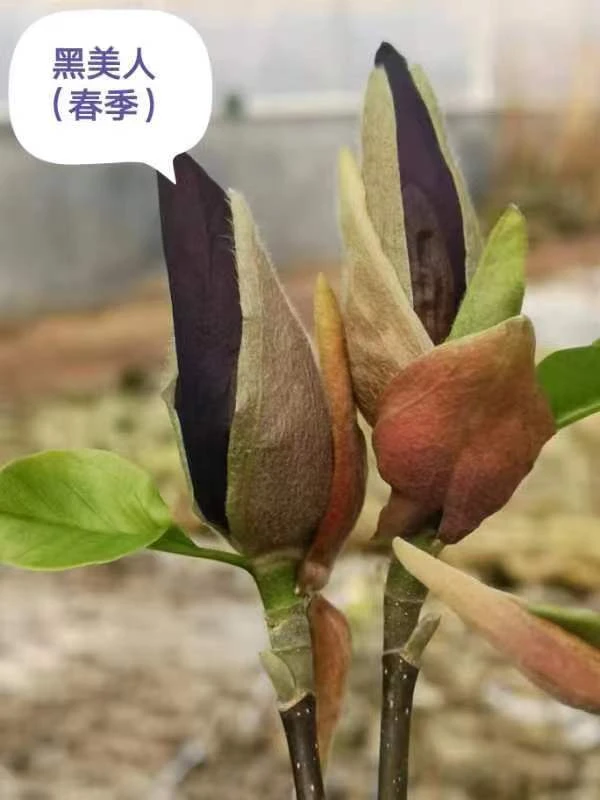 黑美人玉兰花春3季开花