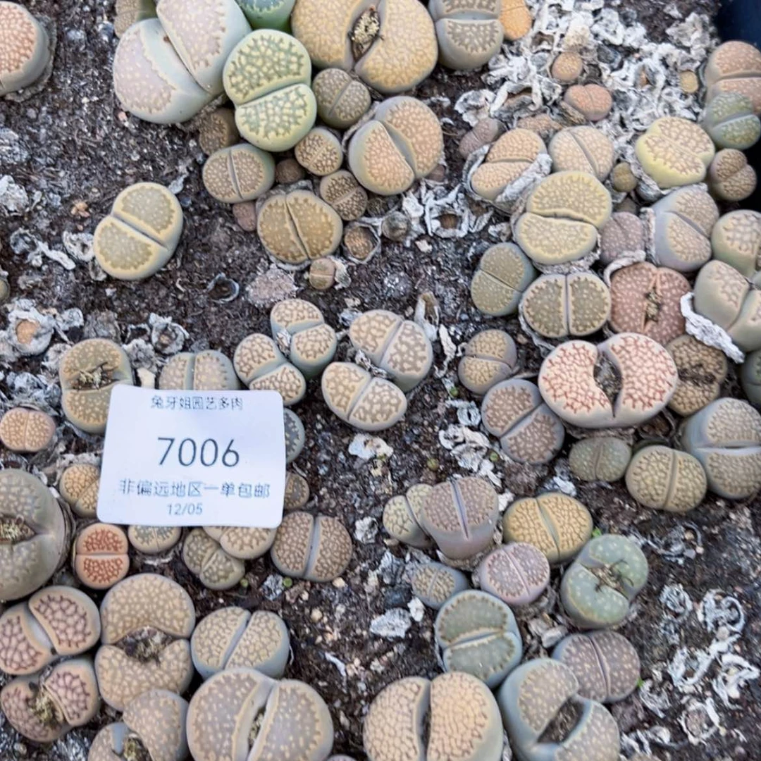 【闪购商品】7006盆土