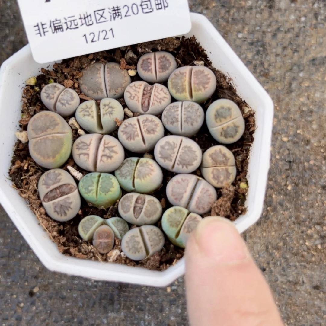 【闪购商品】9017盆土