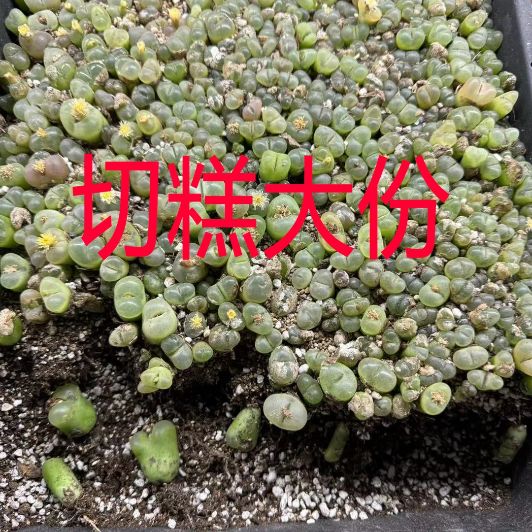毛汉尼切糕25-30个随机切肉锥植物肉肉花卉组合福利 生石花 多肉