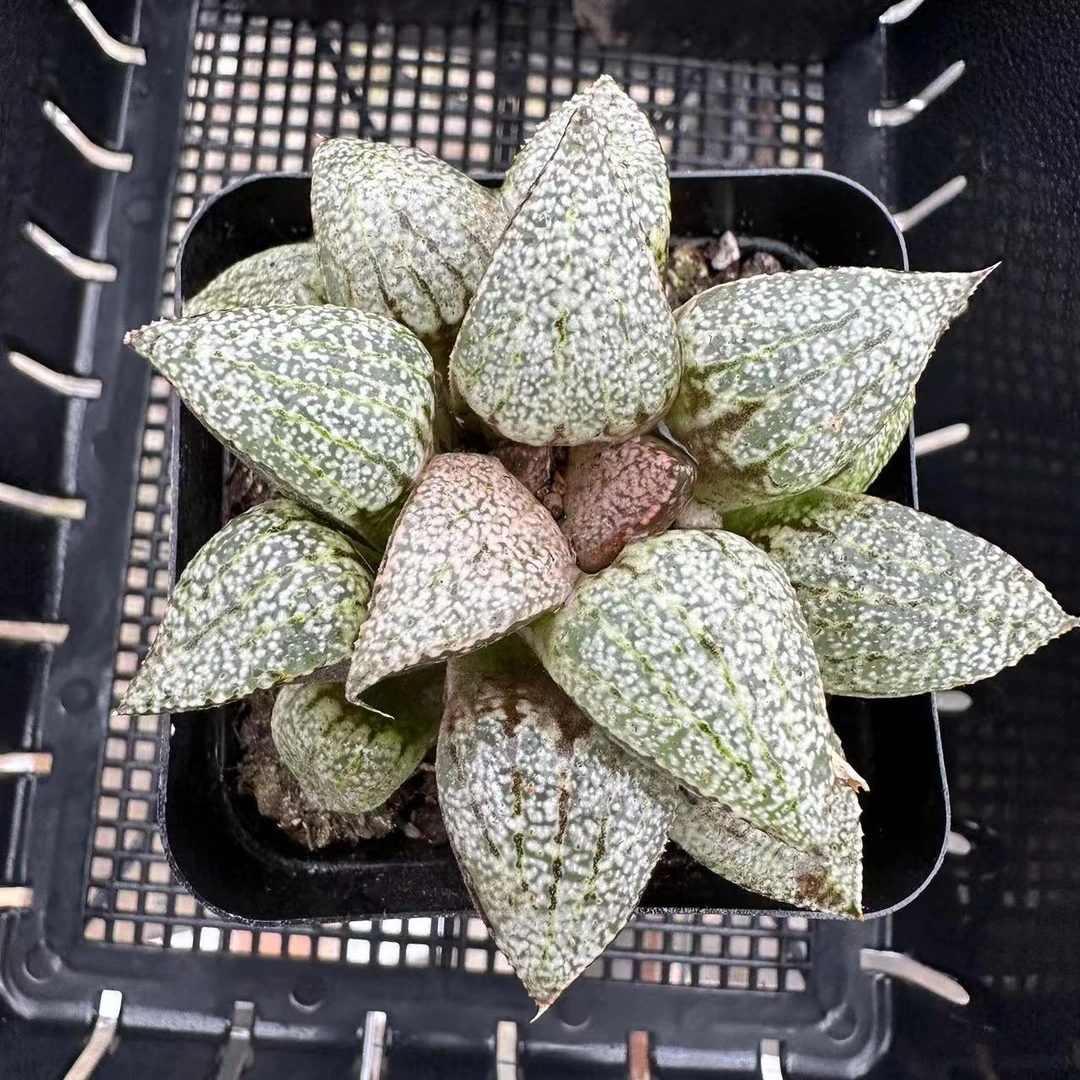 静岗白银寿多肉植物十二卷盆栽绿植带盆带土发货