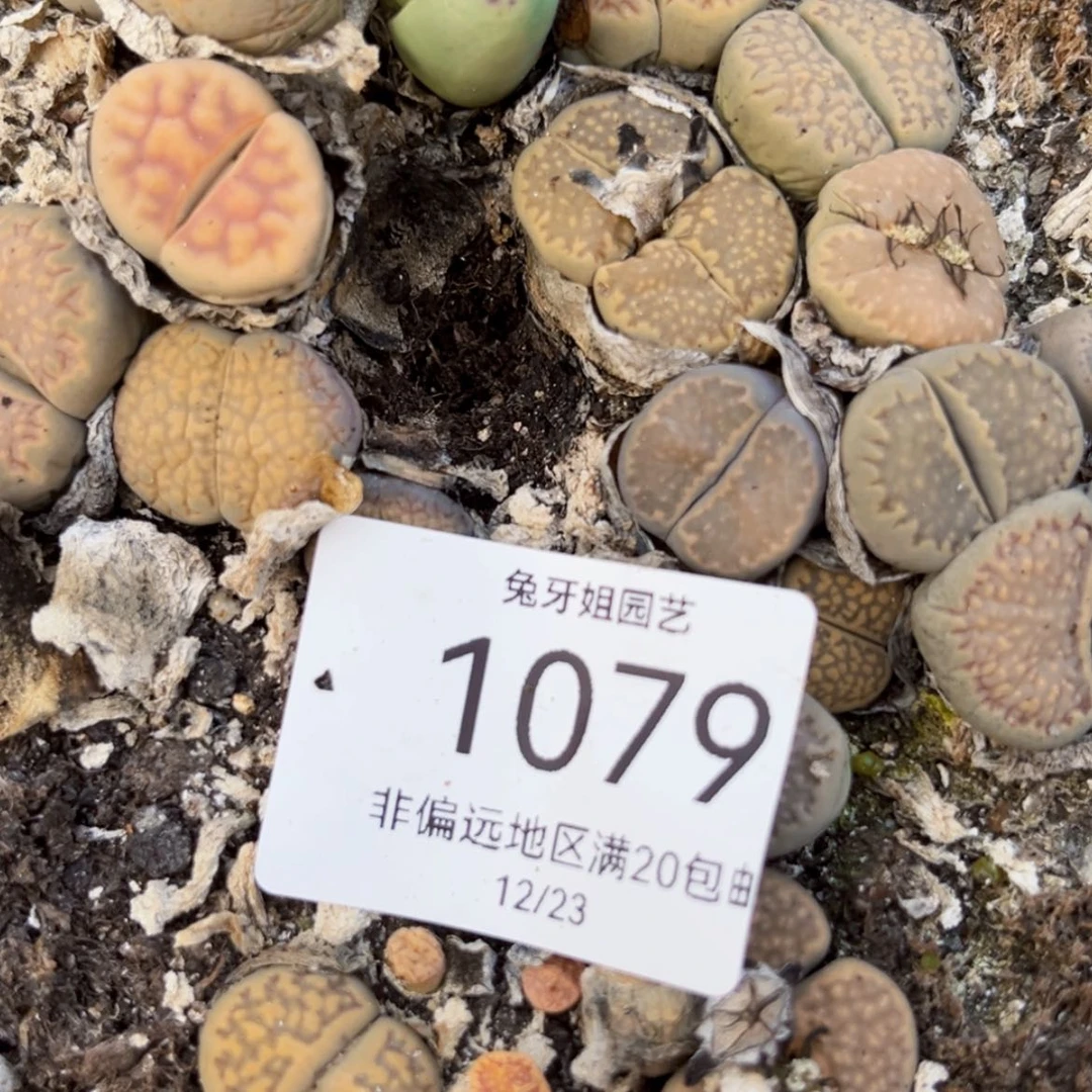 【闪购商品】1079盆土