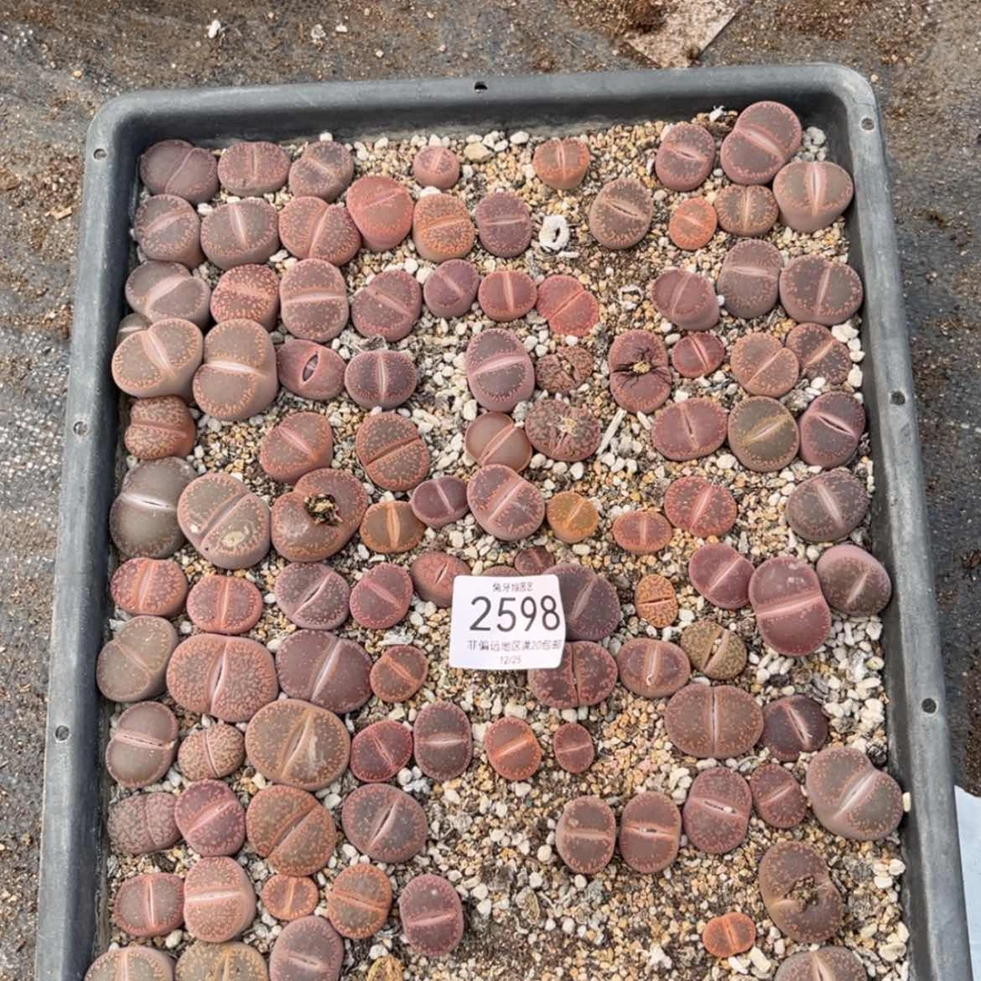 【闪购商品】2598盆土