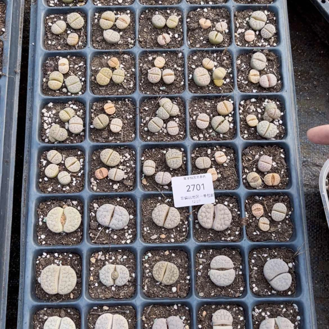 【闪购商品】2701盆土