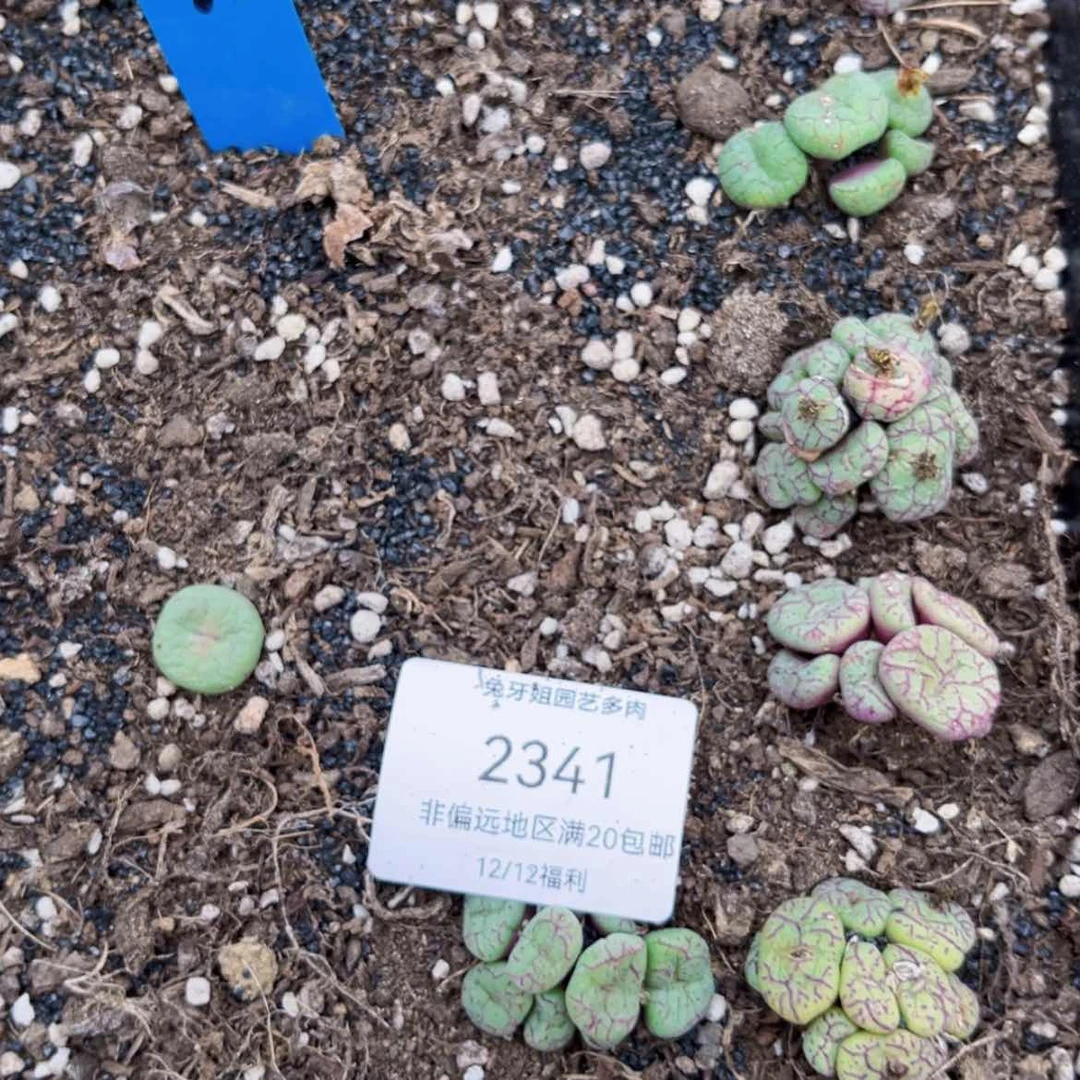 【闪购商品】2341脱土