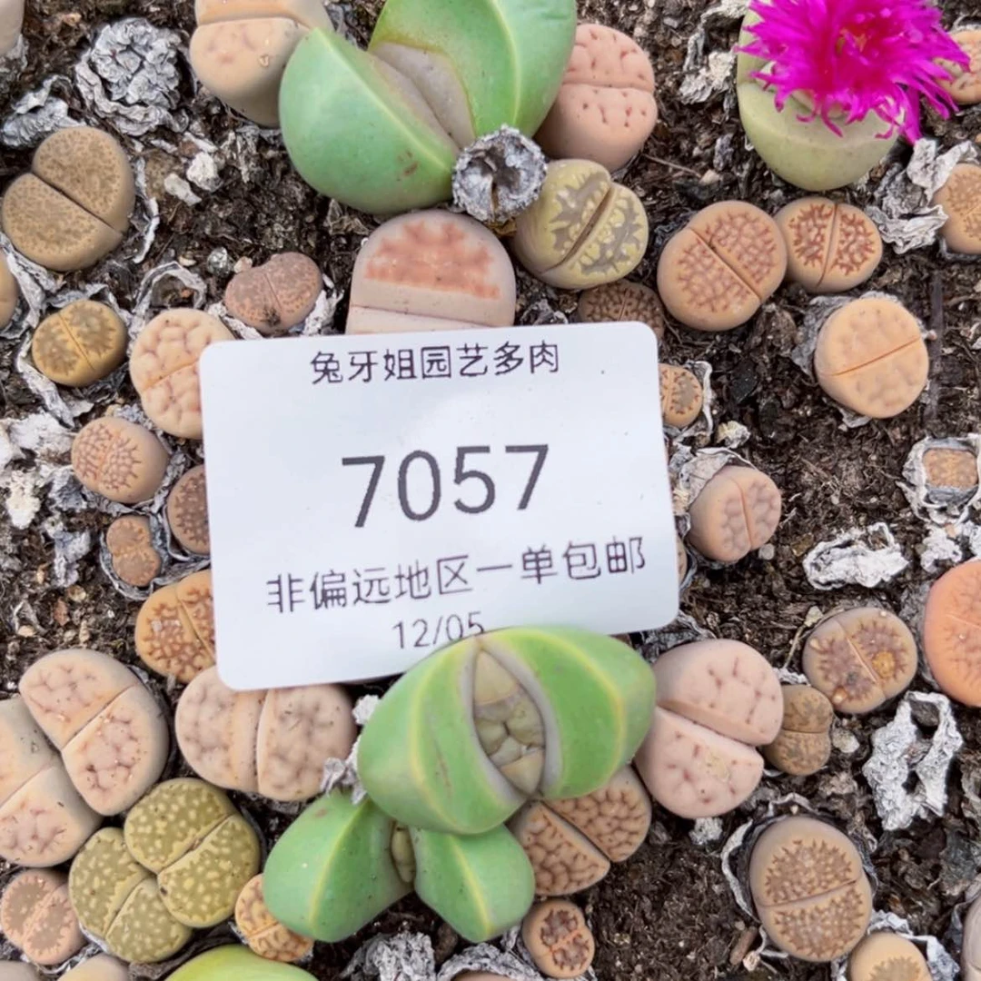 【闪购商品】7057盆土