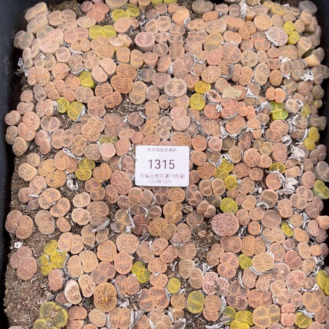 【闪购商品】1315盆土