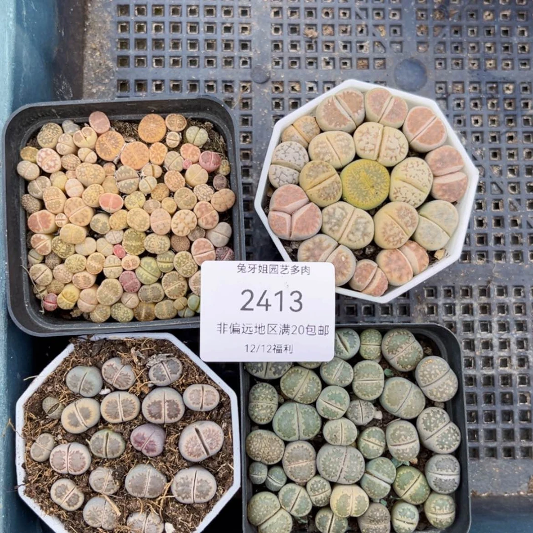 【闪购商品】2413盆土