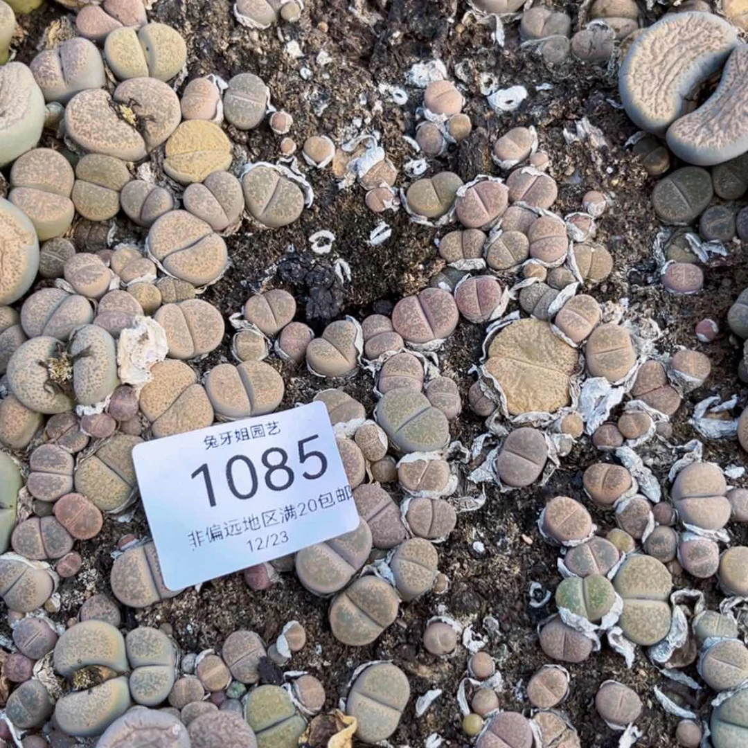 【闪购商品】1085盆土