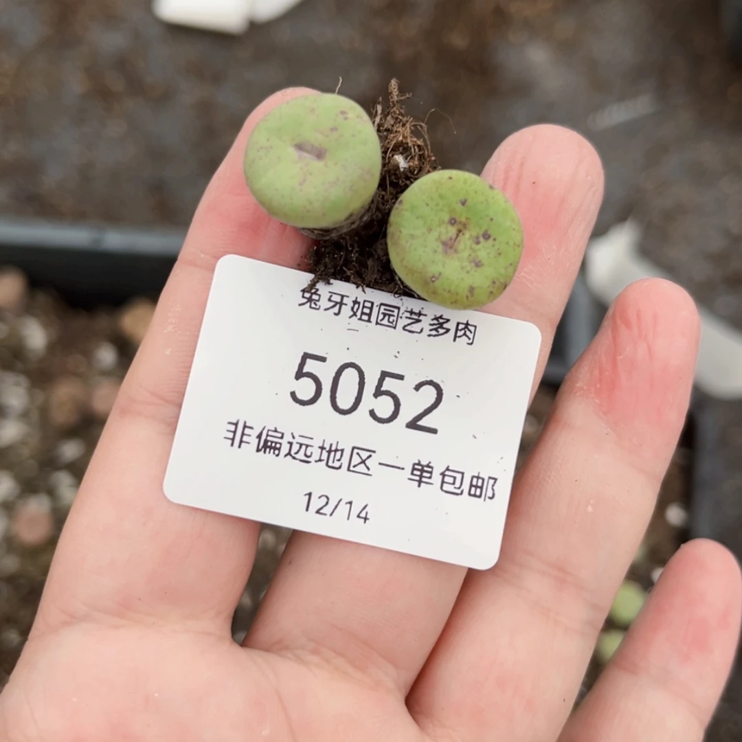 【闪购商品】5052脱土