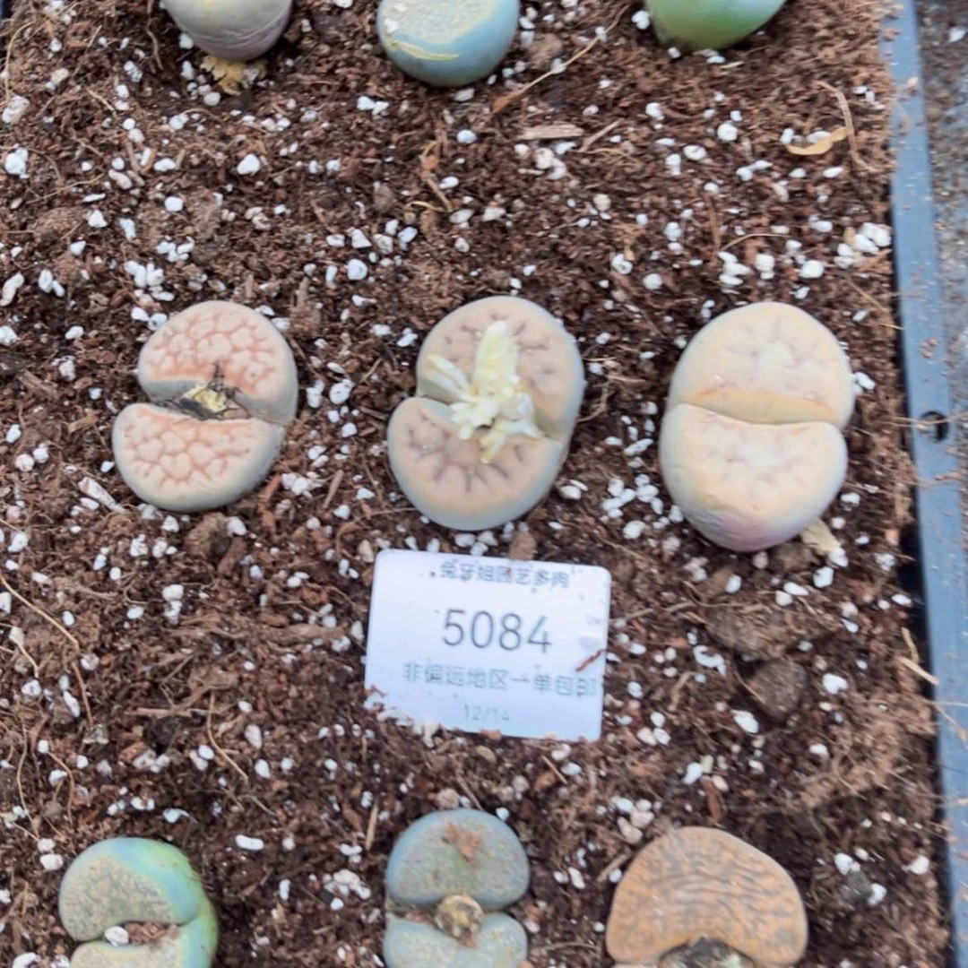 【闪购商品】5084脱土