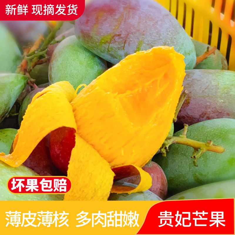 海南贵妃芒香甜红金龙芒果新鲜水果甜蜜多汁热带鲜果 微黄软食用