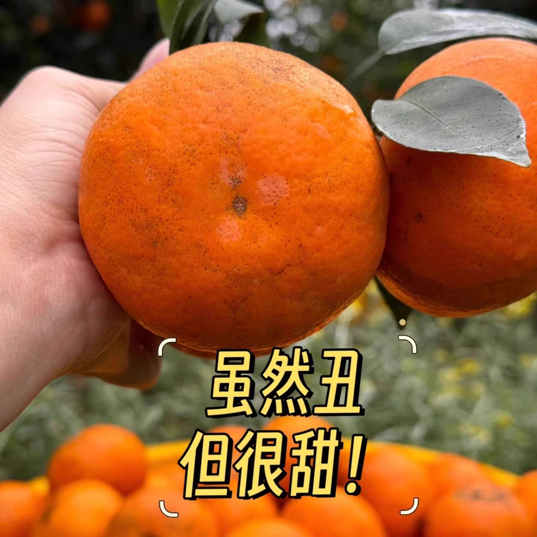 【带叶发货】广西武鸣花皮沃柑甜多汁采摘新鲜柑橘薄皮香甜肉厚沃柑