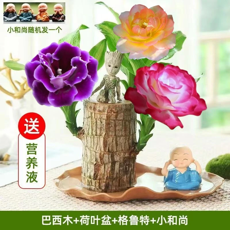 【好物推荐】开花植物巴西木水养格鲁特净化空气水培幸运室内花卉四