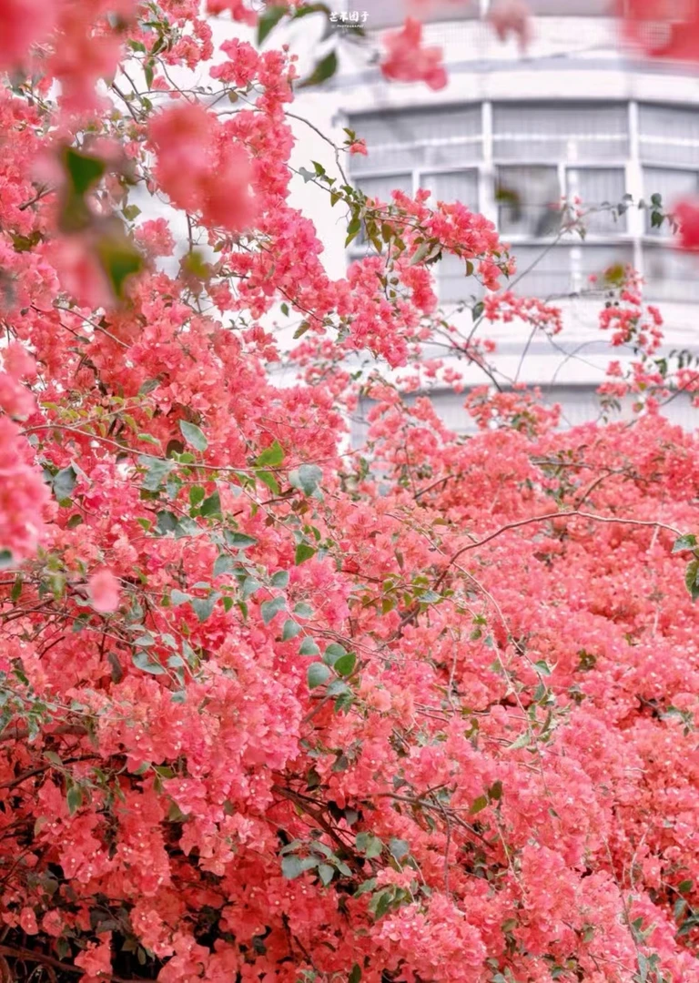 三角梅原生老桩阳台庭院花园（一物一拍不修冠幅带护心土球）