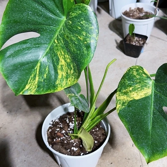 叁*玖短茎黄龟一物一拍