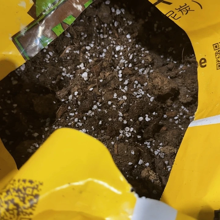 龟背竹专用土一物一拍