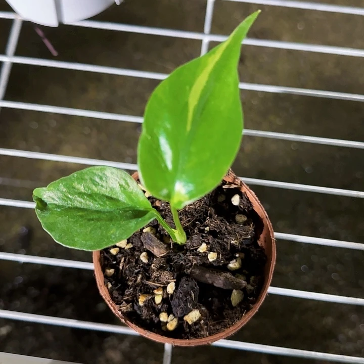 六*石化龟背竹小苗一物一拍