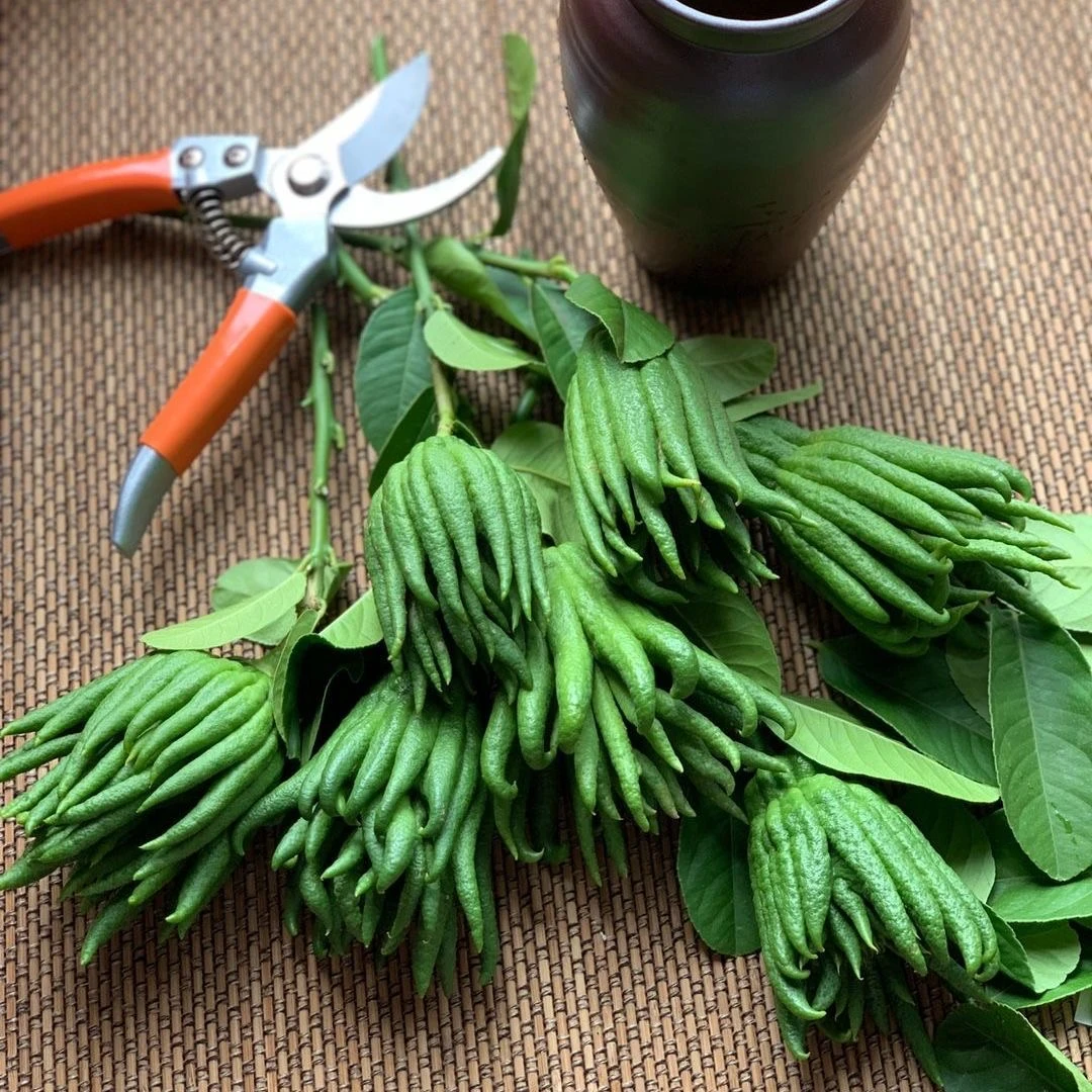 （福利款） 金华佛手带枝青果现摘现发水养清供摆放观赏把玩插花