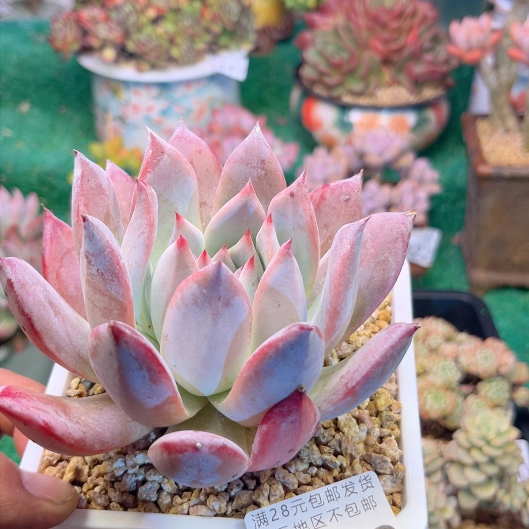 大3513h j j j j k k k