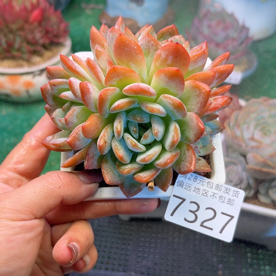 大7327:）g k d g v