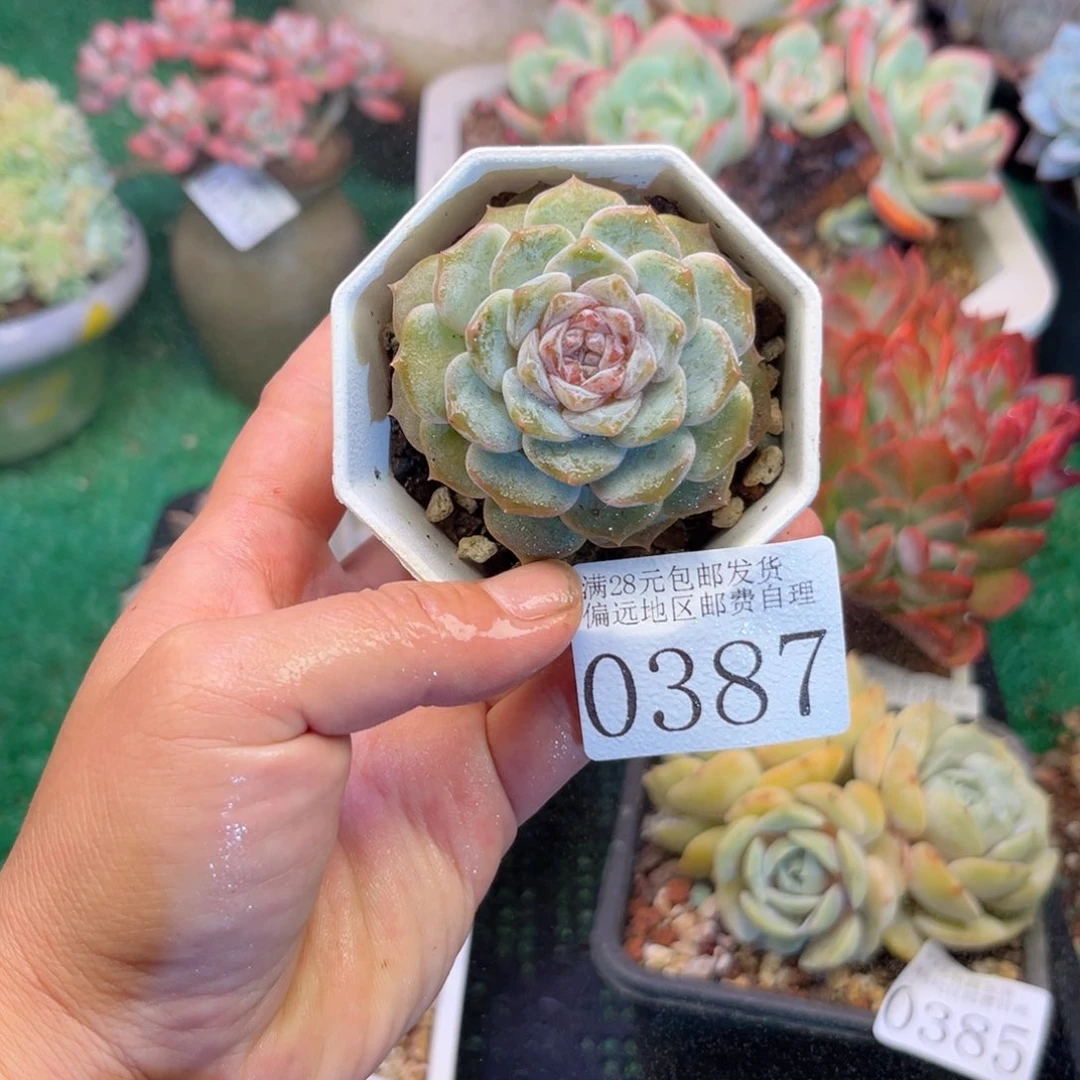 大0387:？d b f g h h h b