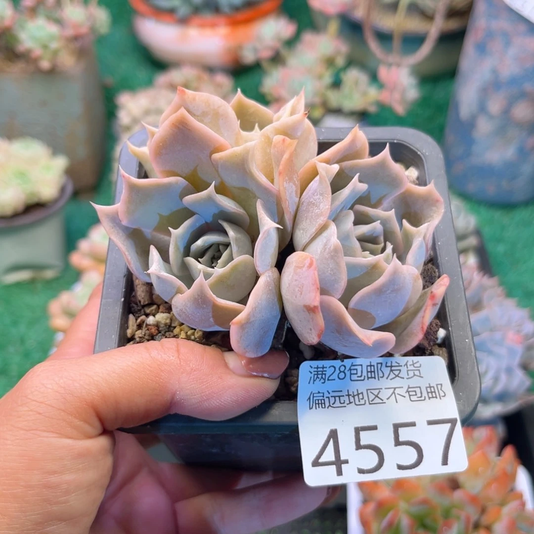 大4557；vs h x b x b v b