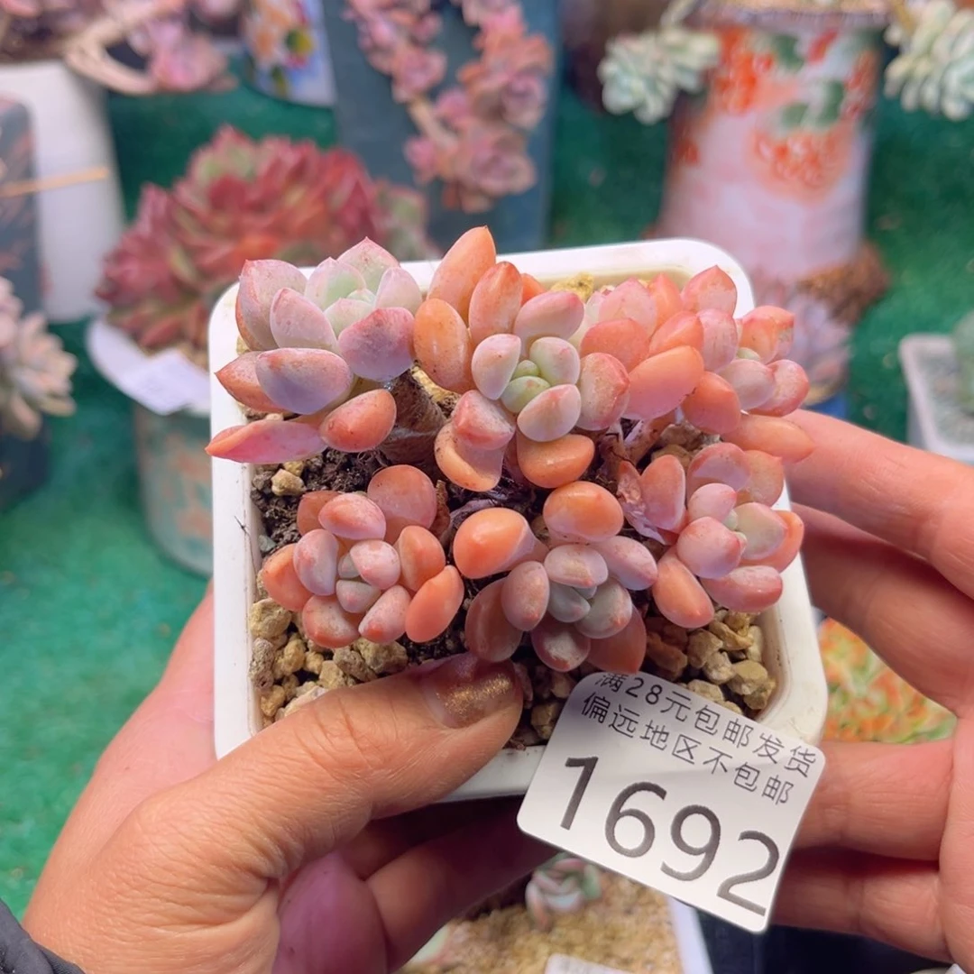 大1692（sh sh zh d h g b