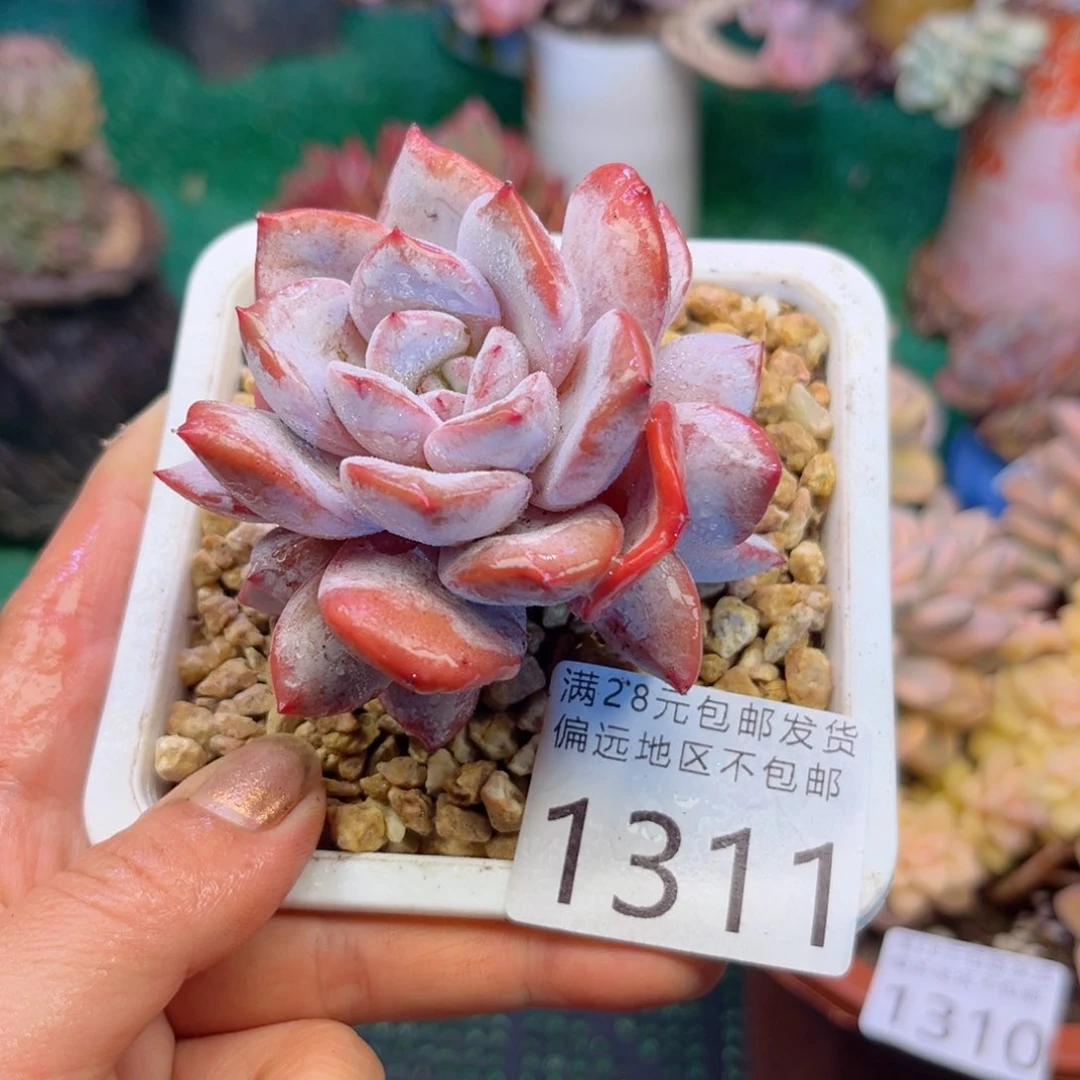 大1311；sh s j d j c b n