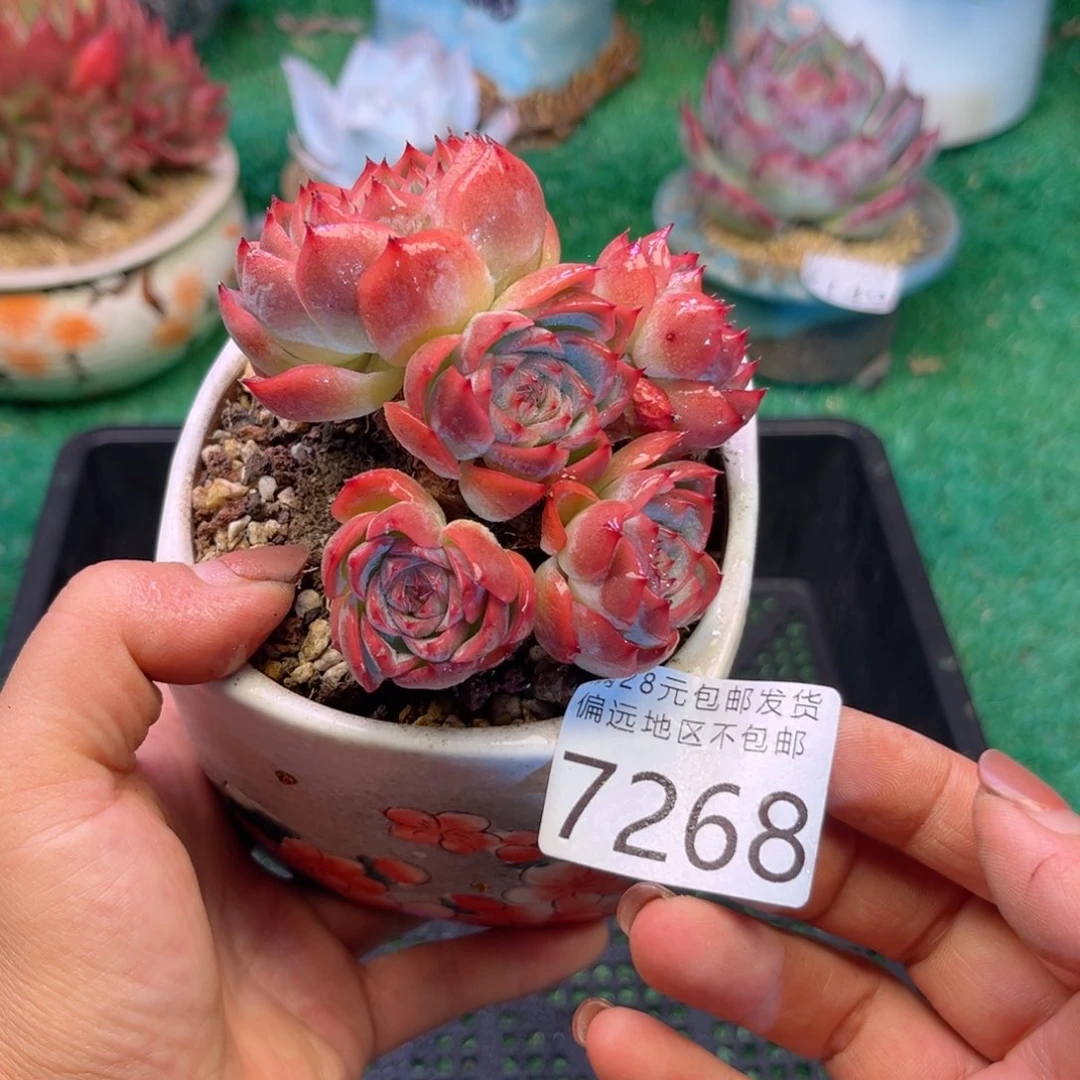 亲7268；h f h c b g h j