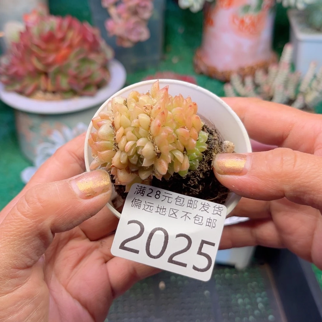 大2025/)s j d j g h h b