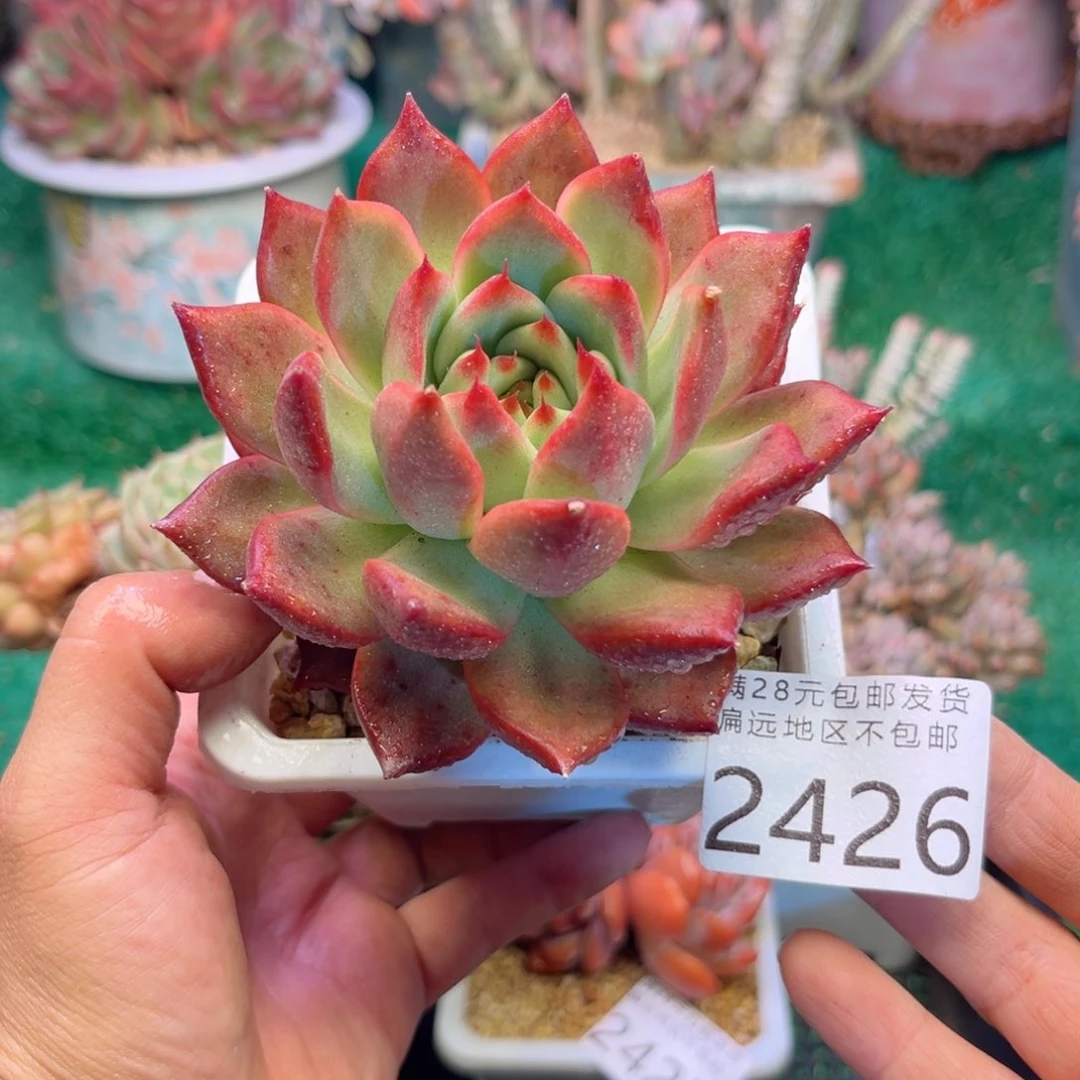 大2426/¥;j f h f g g v