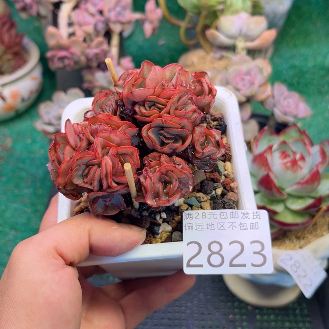 大2823:）z b x nf b n