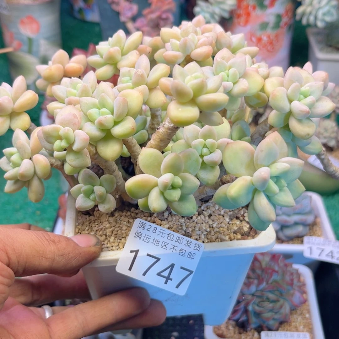 大1747j j j j j j k k k j