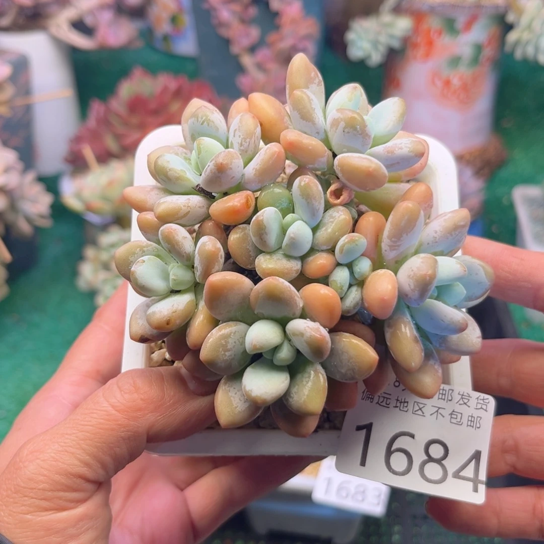 大1684；g sh s g s g f f g