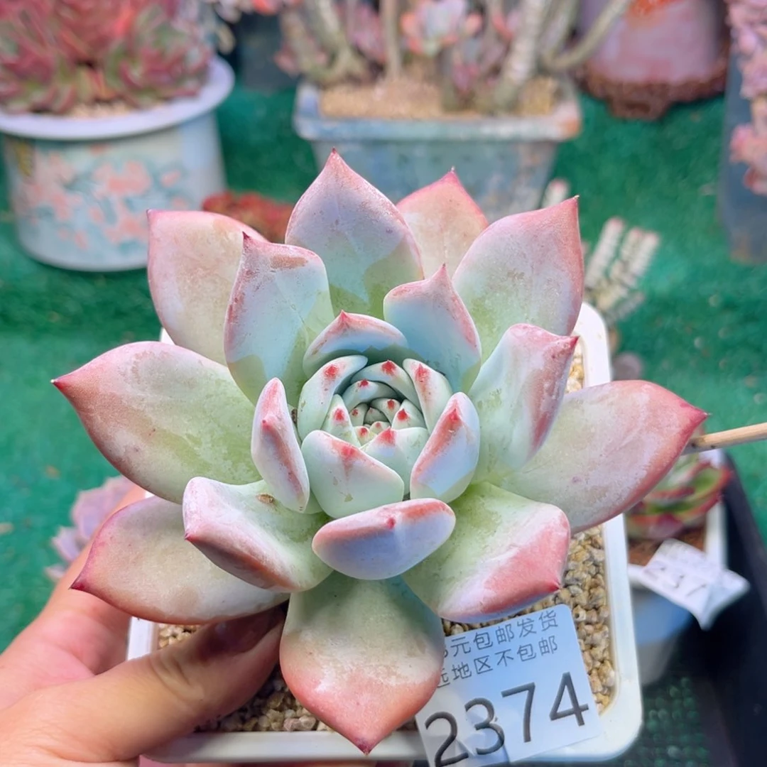 大2374:）s g x h d g v b