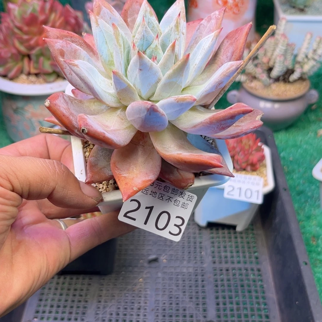 大2103uu ik k k k k