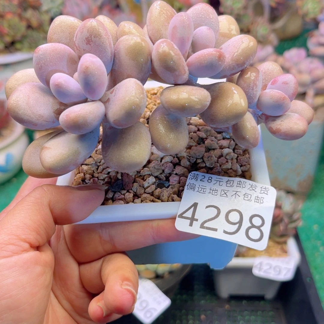 大4298；h d h d h d h f h b