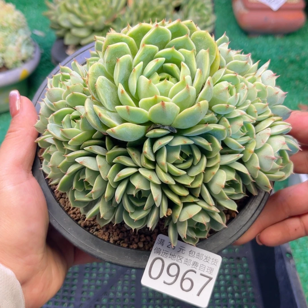 大0967:！dv fb vv b