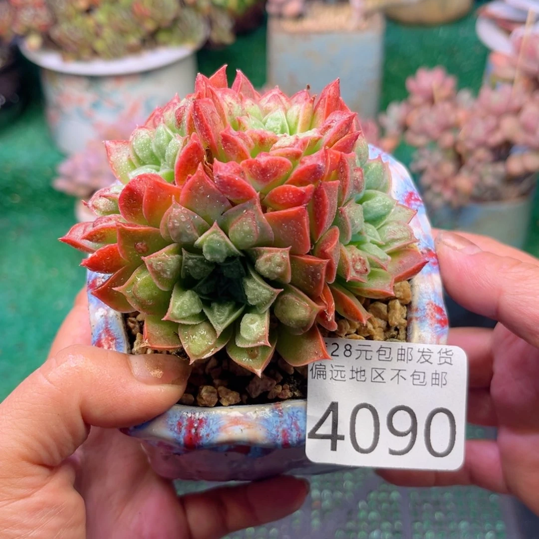 大4090；j d j f j ch j k