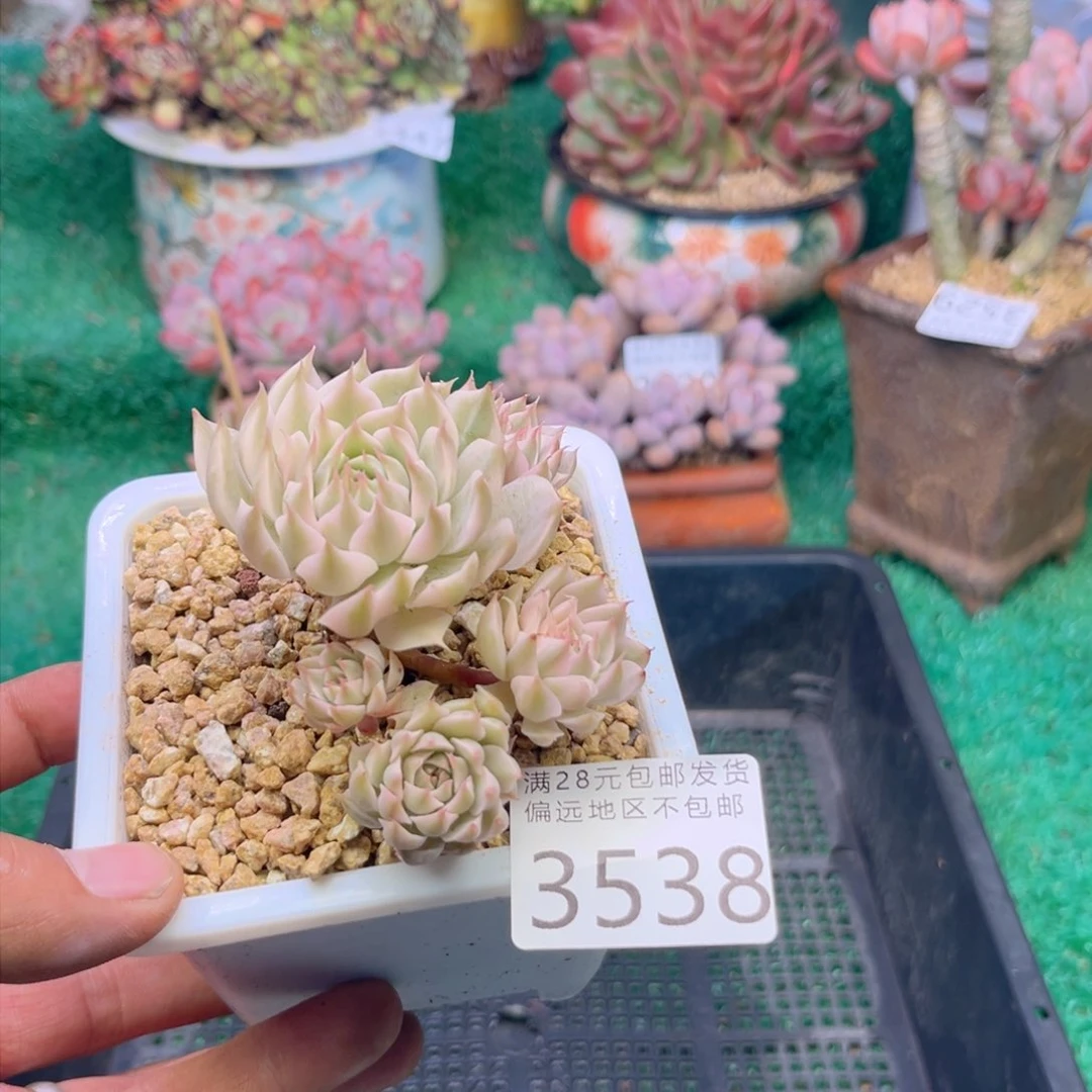 大3538ui j j k k k k k